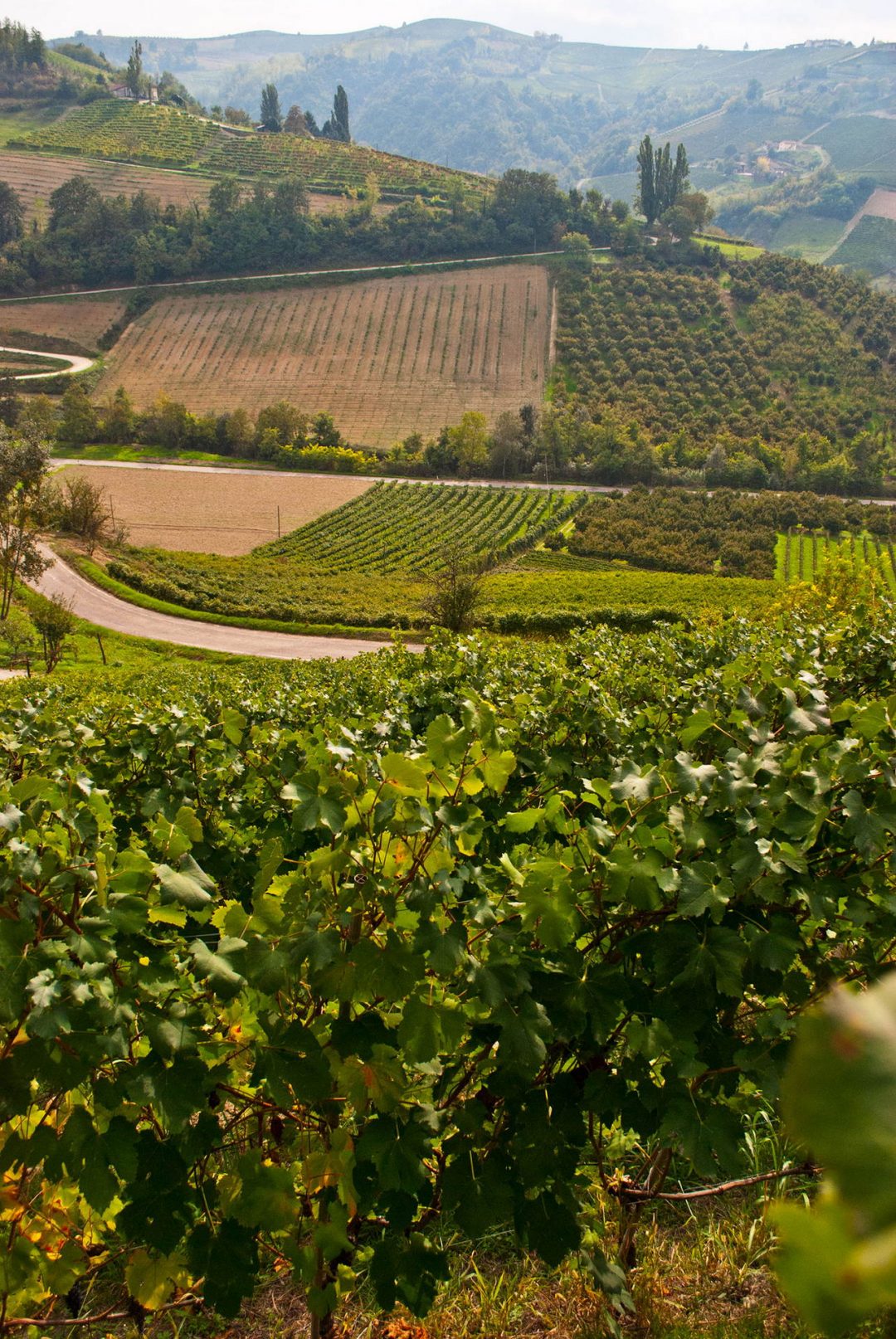 Vineyards | Agricola Molino